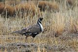 Gunnison Sage-Grouse